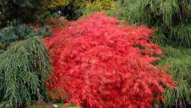 Acer palmatum 'Dissectum 'Atropurpureum'